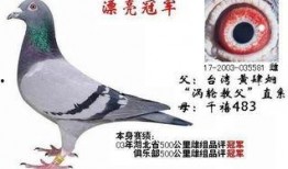 武汉鸽子最新爆料信息网,揭秘城市热点事件幕后真相